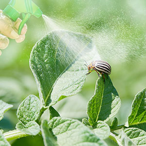 Insecticides Image